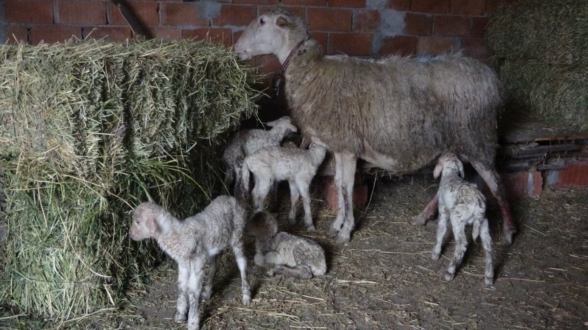 Çanakkale'de koyun, tek batında 5 kuzu doğurdu