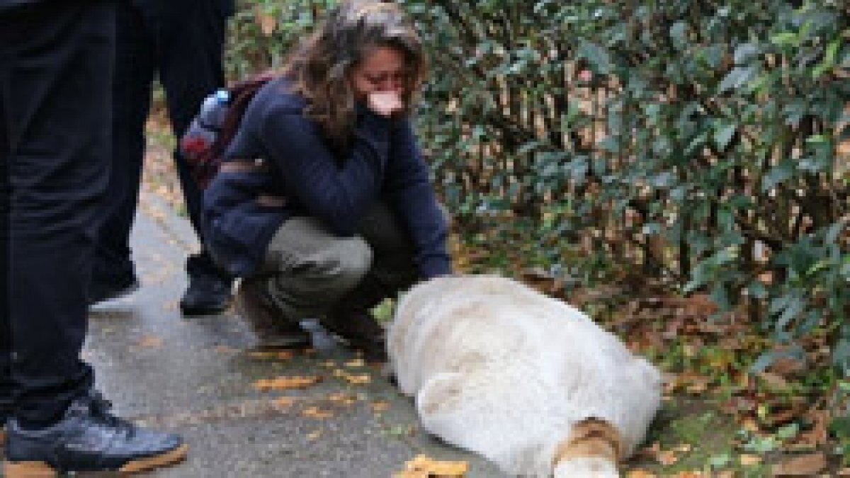 Kocaeli'de köpekleri zehirleyen belediye çalışanları açığa alındı