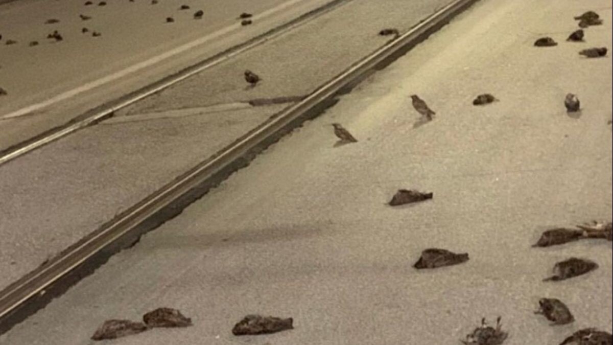 İtalya'da havai fişekler, yüzlerce kuşun ölümüne neden oldu