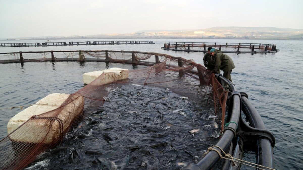 Şanlıurfa'dan Avrupa'ya alabalık ihracatı