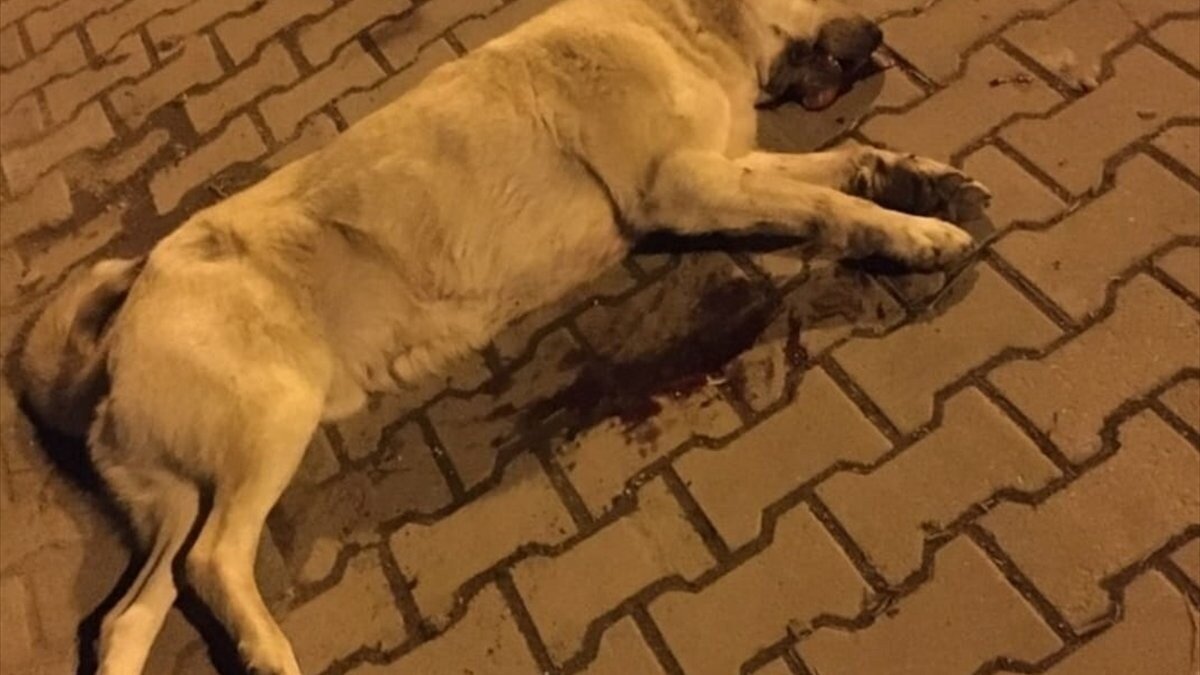 Manisa'da tüfekle köpeği öldüren kişi yakalandı