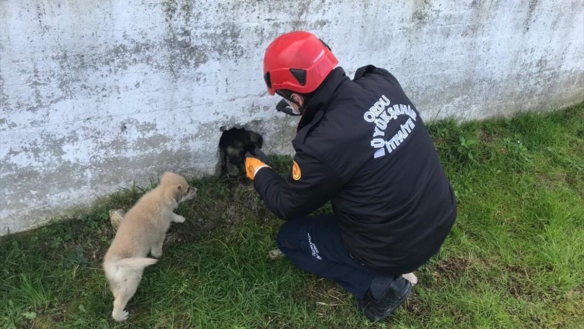 Ordu'da bahçe duvarına sıkışan köpek kurtarıldı
