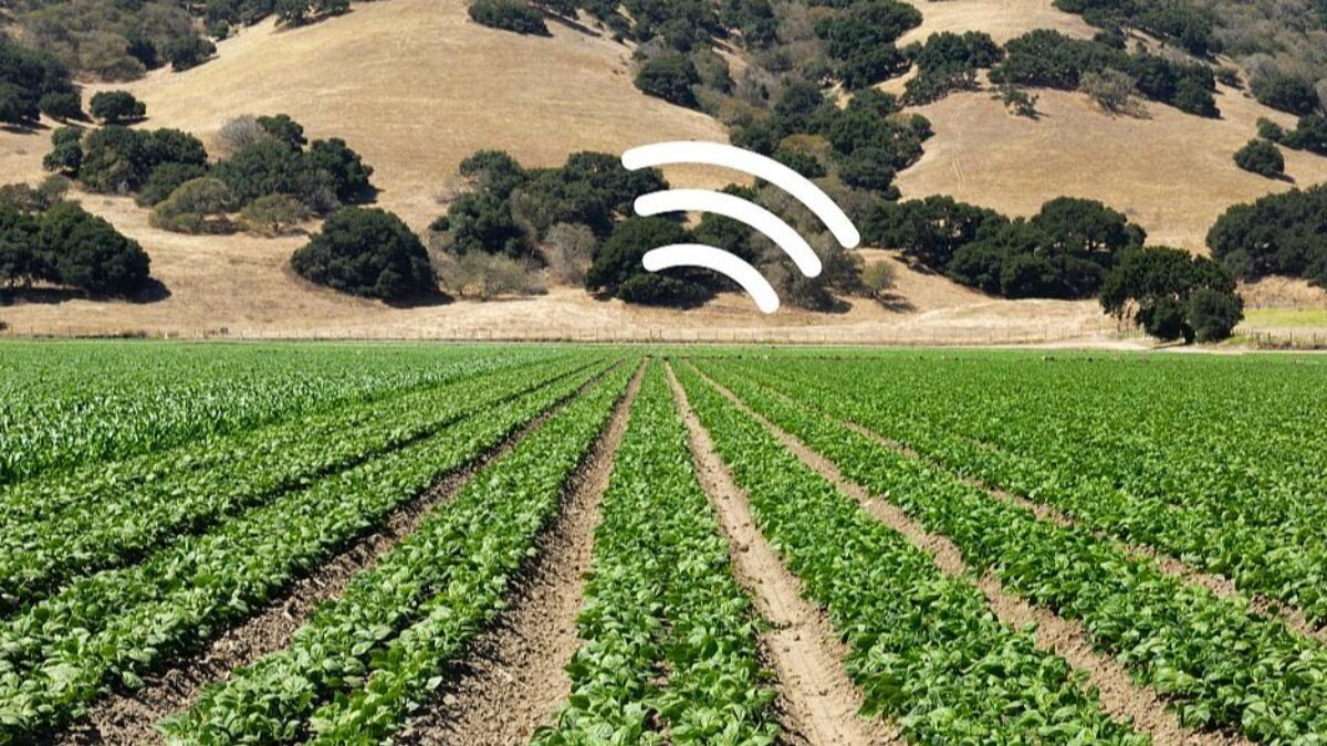 Bilim insanları, ıspanağı patlayıcıları tespit edebilen sensöre çevirdi