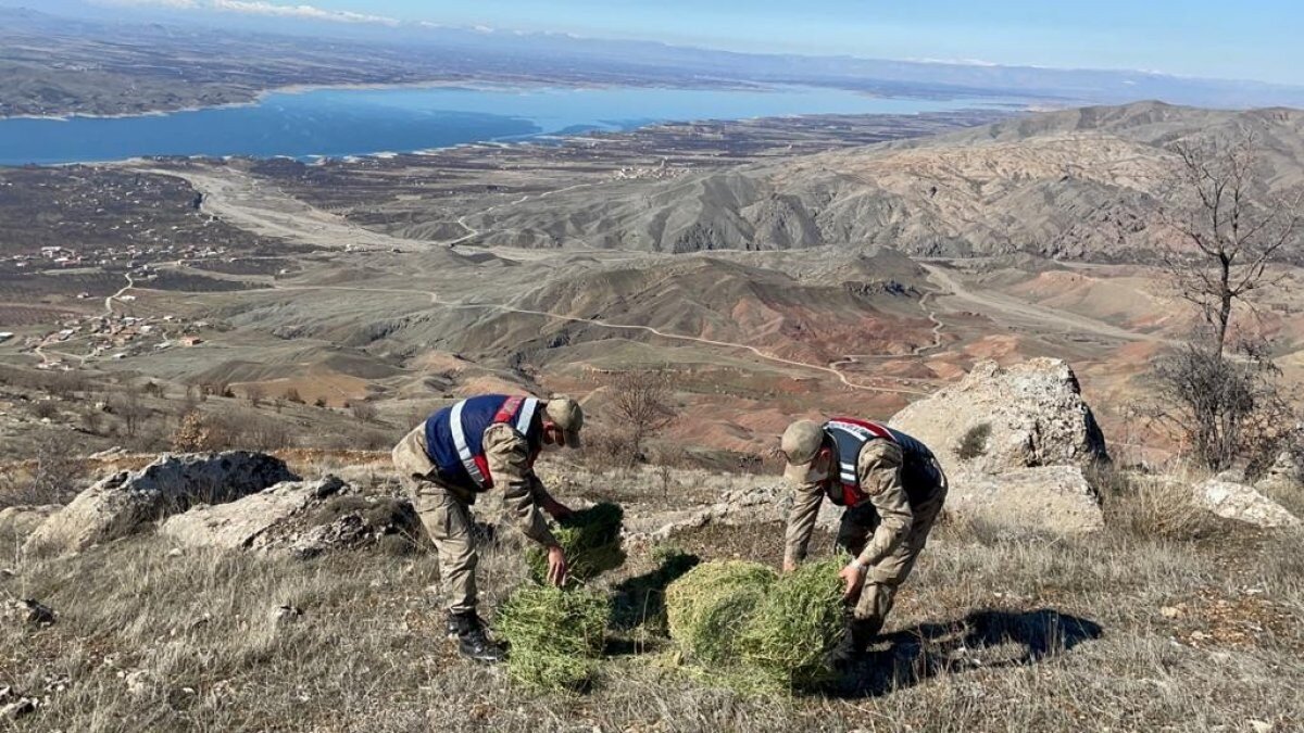Elazığ'da jandarma yaban hayvanlarını besledi