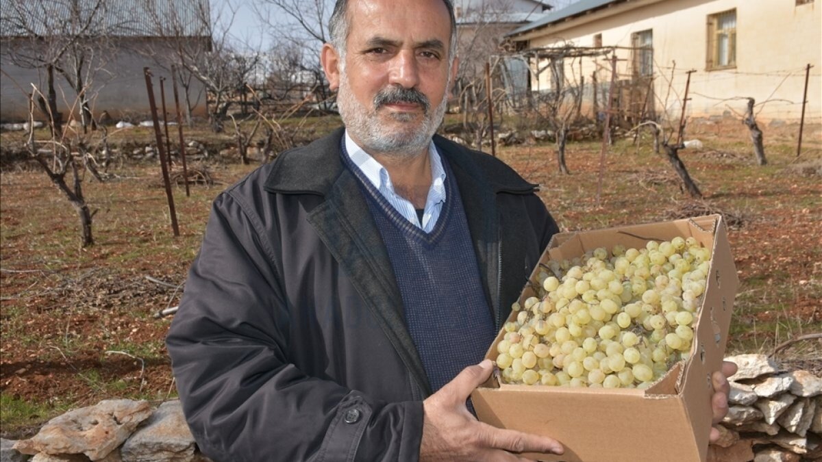 Arapgir üzümü hasadı 5 ay önce yapmasına rağmen tazeliğini koruyor