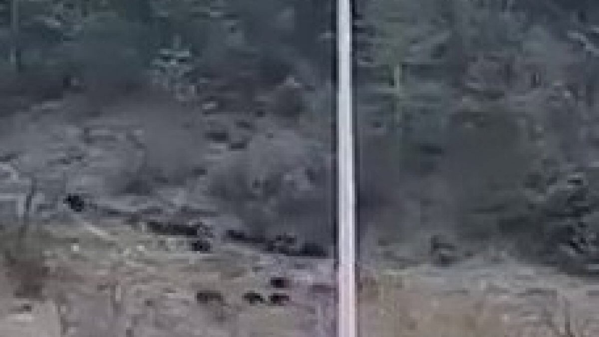 Zonguldak'ta domuzlar sanayi bölgesine indi