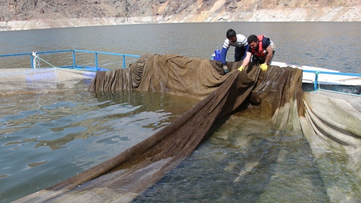 Erzurum'daki Ayvalı Baraj Gölü'nde alabalık ve somon üretimi başladı