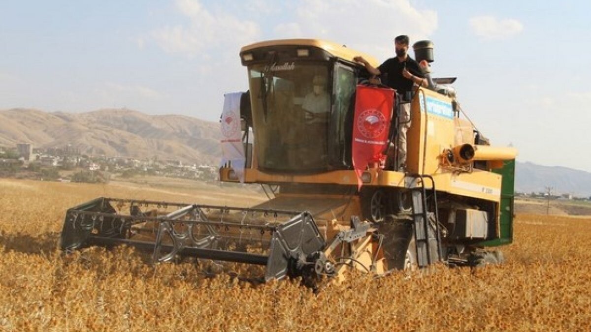 Şırnak’ta çiftçiler ilk defa aspir hasadı yaptı