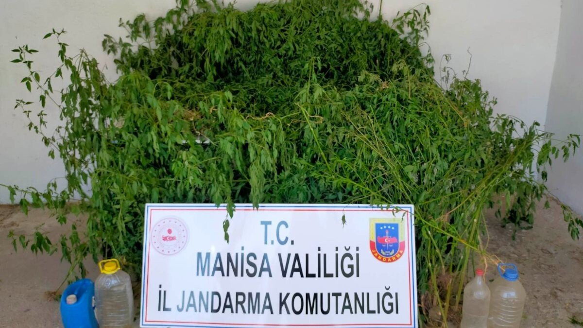 Manisa'da dere yatağındaki sazlık alanda bin 624 kök kenevir ele geçirildi