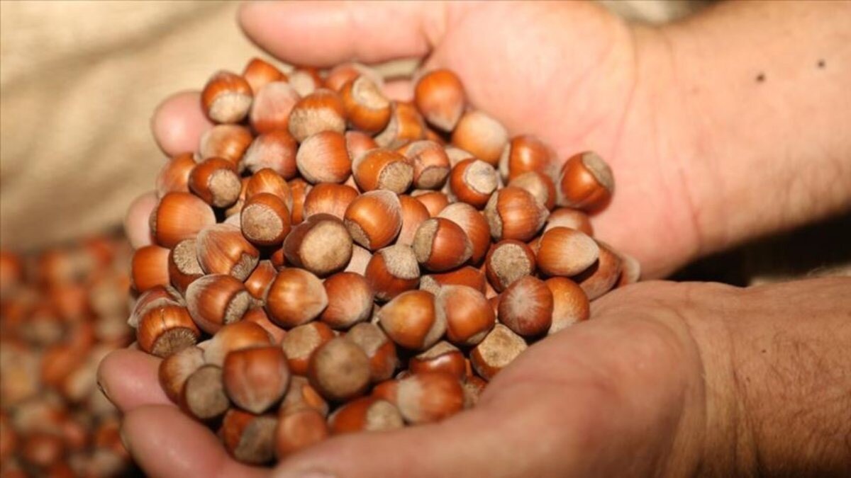 Fındık üreticilerine ilk ödeme bugün yapılıyor