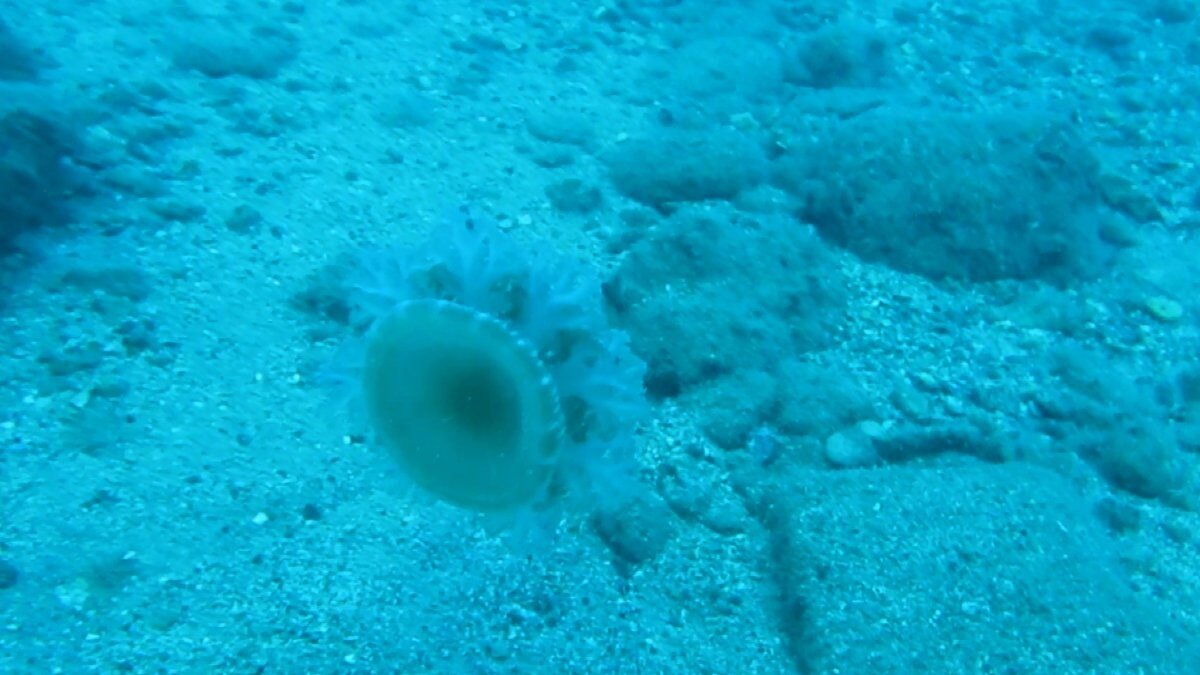 Antalya'da elektrik gibi çarpan 'denizanası' tehlikesi