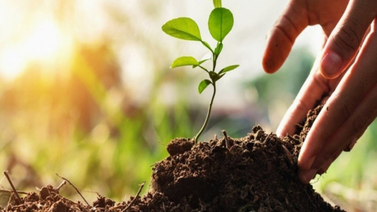 11 Kasım Milli Ağaçlandırma Günü: Ücretsiz 3 fidan bağışı nasıl yapılır?