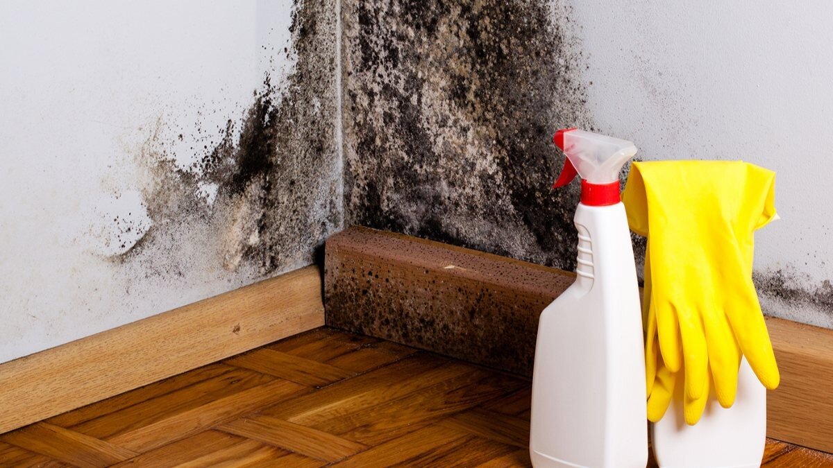 Evdeki rutubeti yok edecek çözümler: Kedi kumu, hardal, kahve...