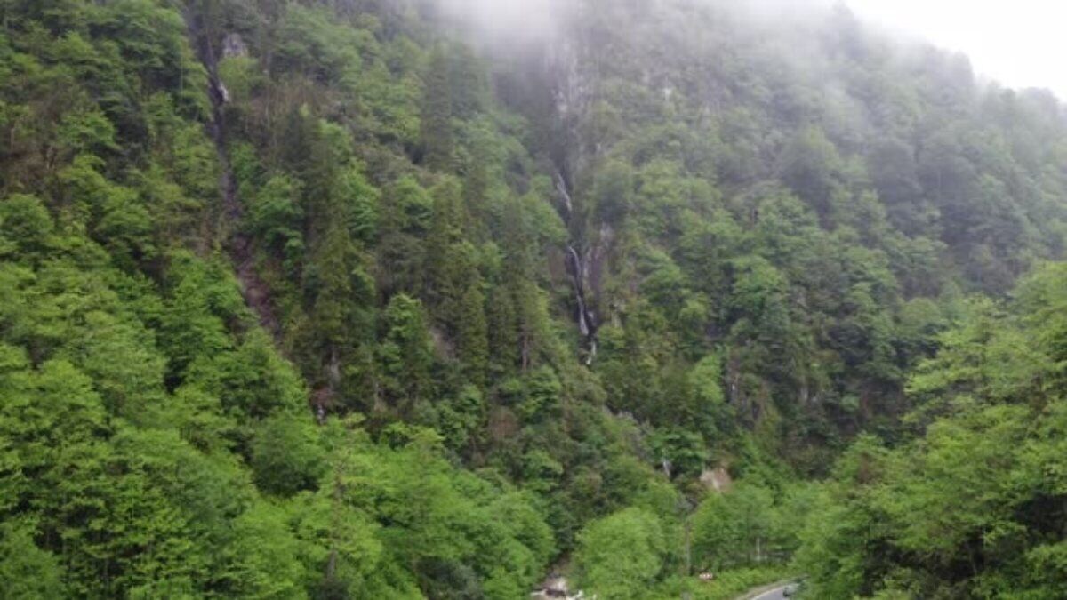 Rize'de ağaç kesen 5 yabancı uyruklu yakalandı