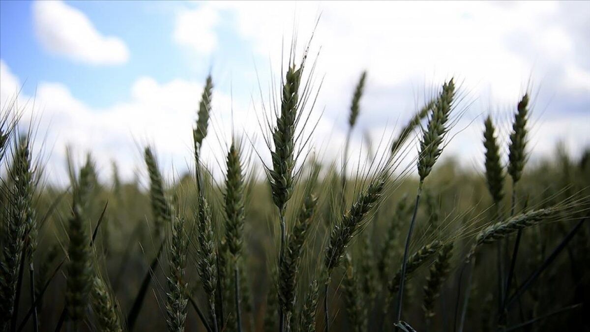 Emtia fiyatları düşüşe geçti