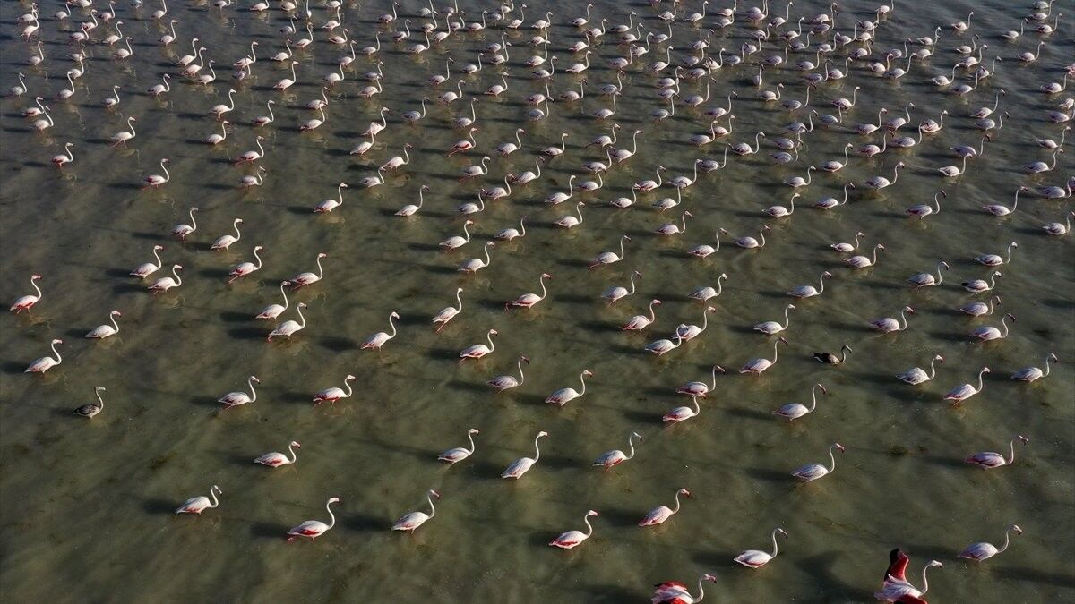Bitlis'in Arin Gölü flamingoları kışa kadar misafir ediyor