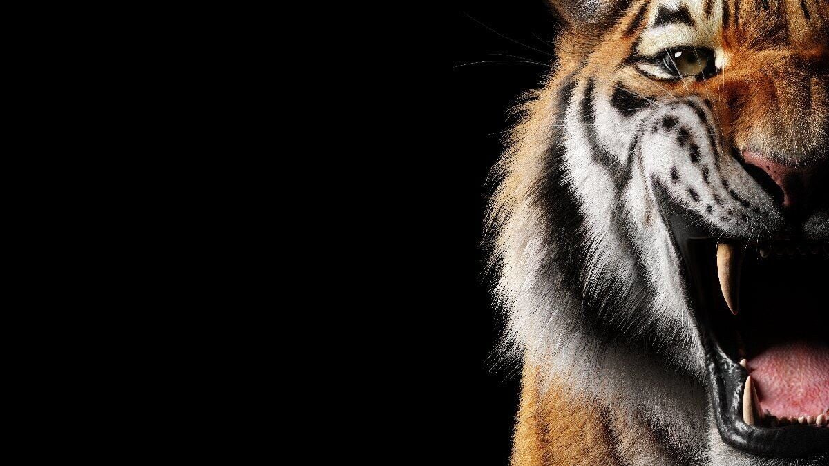 Hindistan'da 9 kişiyi öldüren kaplana operasyon