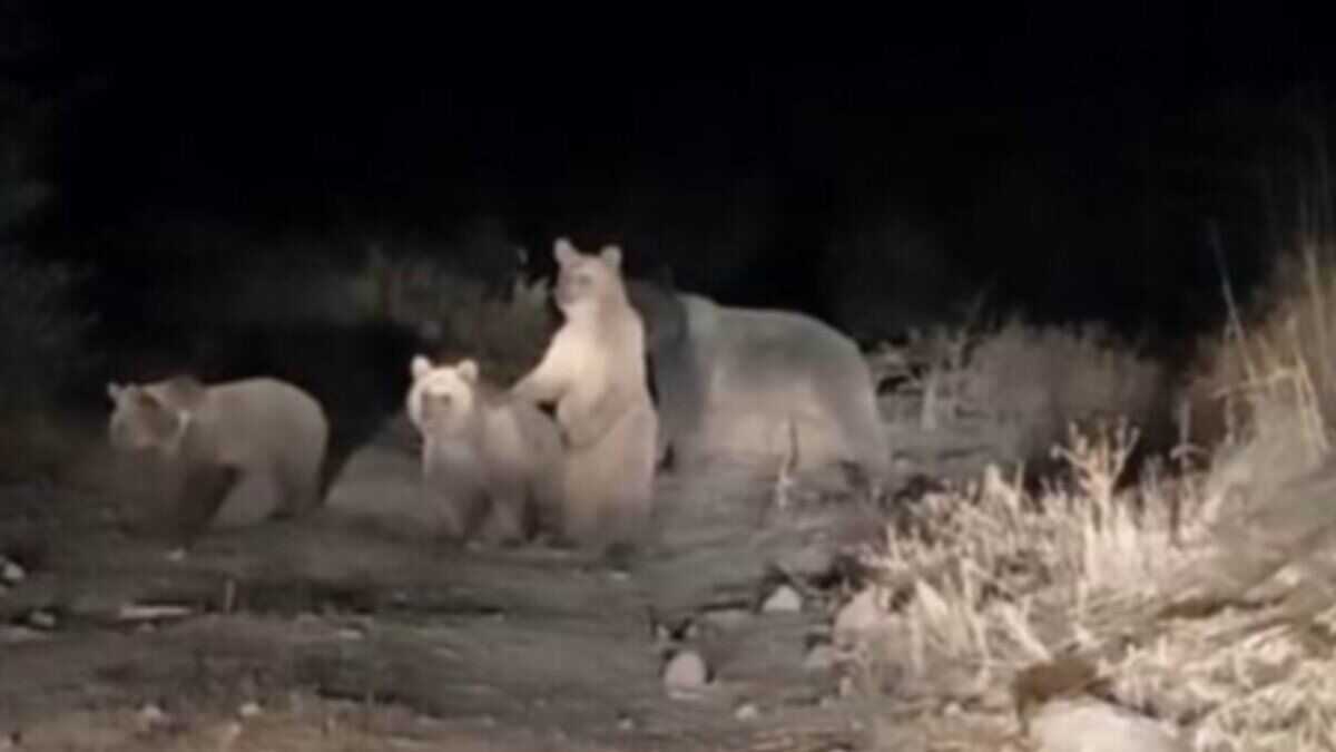 Tunceli'de 10 ayı şehir merkezine indi