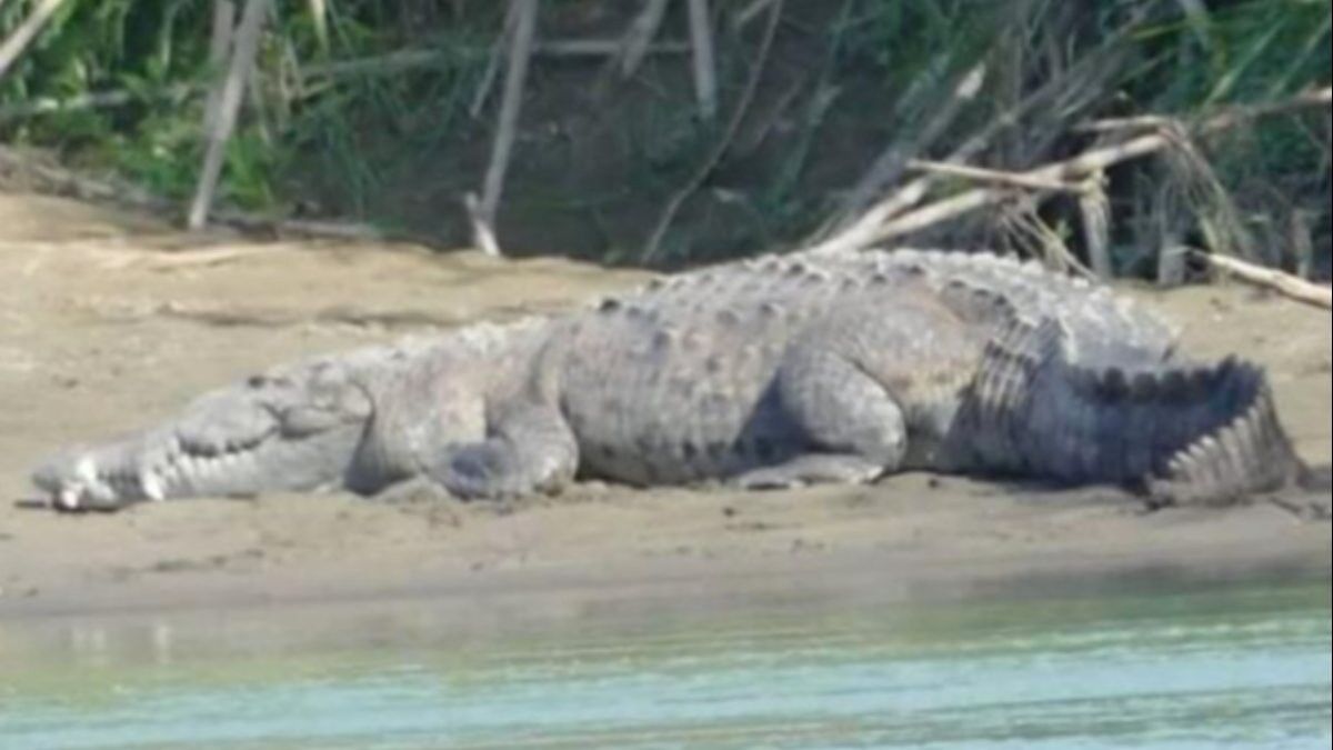 Matina Nehri'nde gezen minik çocuk, timsaha yem oldu