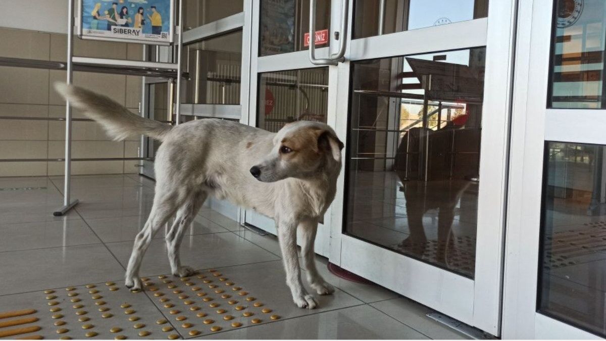 Zonguldak'ta köpek adliyeye girmeye çalıştı