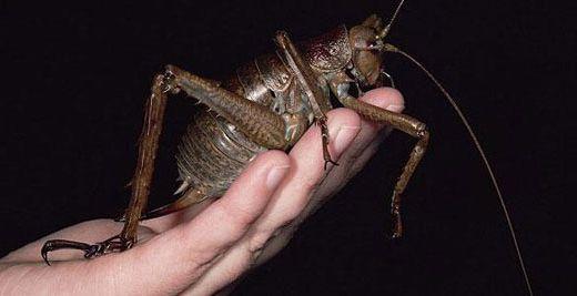 Dünyanın en büyük böceği