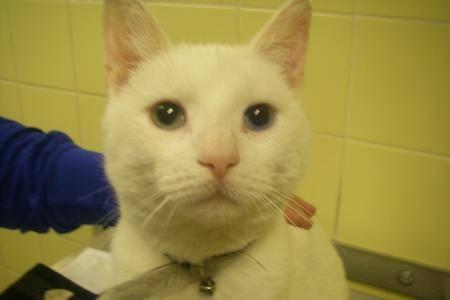 Kediyi korkutmak için fırına attı