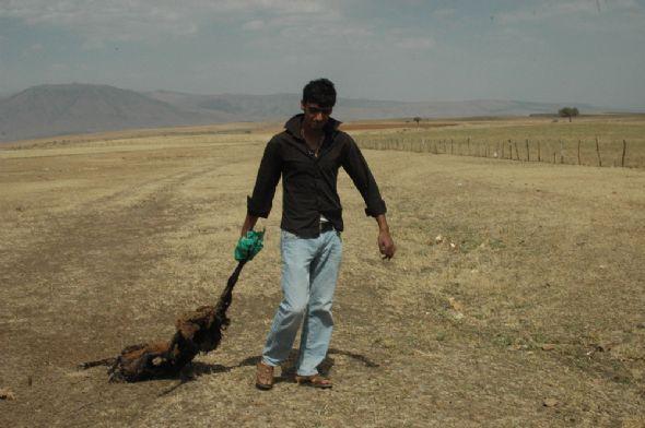 Sürüden ayrılan çobanın koyunlarını kurt kaptı