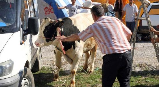 Tatbikat için getirilen boğa gerçekten kaçtı