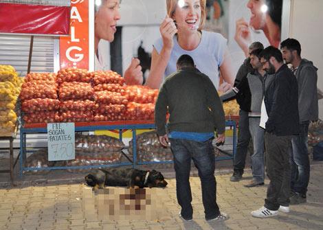 Tunceli'de polis köpeği vurdu ortalık karıştı