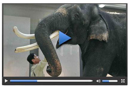 Bilim insanlarını şaşırtan konuşan fil - Tıkla izle