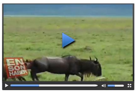 Sırtlanlar doğum yapan antiloba saldırdı - Video