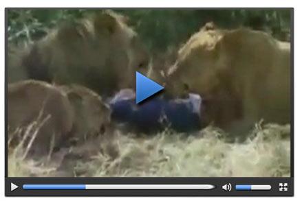 İnsan parçalayan aslanlar tartışması - Video