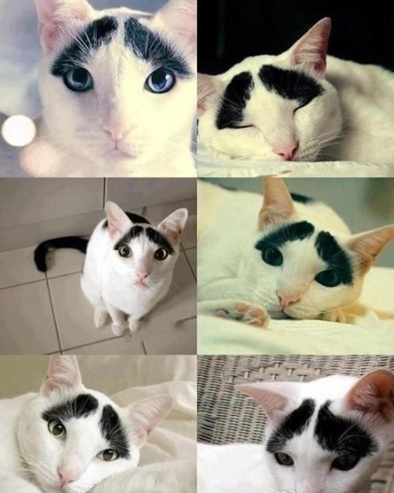 İdo'nun kedisi Twitter'a salladı