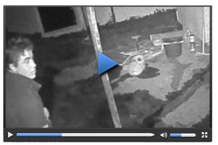 Güvercin hırsızı güvenlik kamerasında