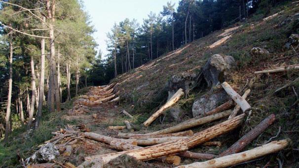 Antalya'da dünya mirası sedir ağaçları katlediliyor