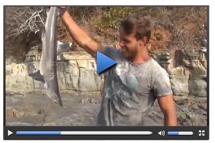 Survivor'da Gönüllüler köpekbalığı yakaladı