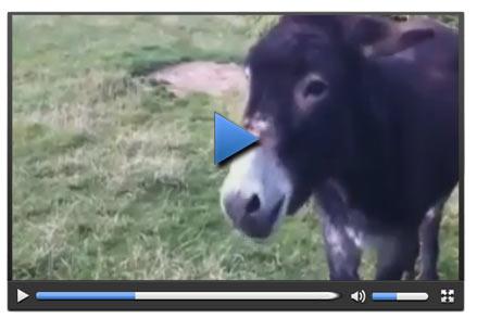 Eşeğe acı biber yedirdiler - Video