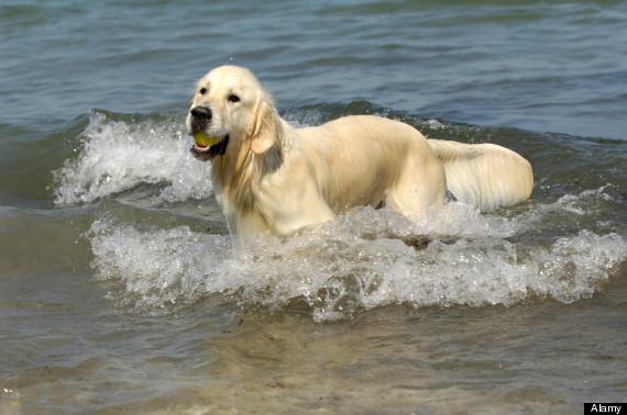 Google Maps'te cinayet iddiası çözüldü - Video