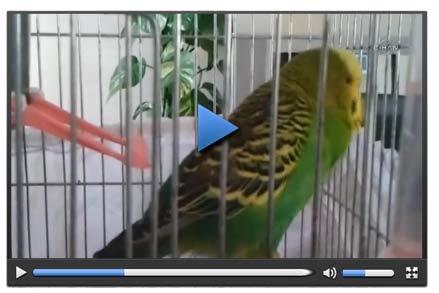 İhlas suresini okuyan muhabbet kuşu