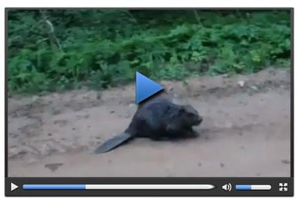Fotoğrafını çekmek isteyen balıkçıyı öldürdü
