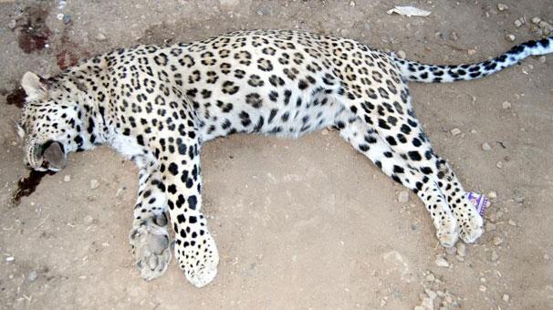 Diyarbakır'da leopar öldürüldü