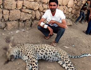 Diyarbakır'da leopar öldürüldü