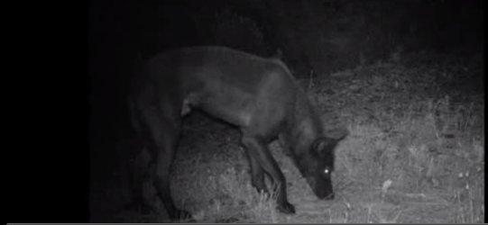 Kara kurt Türkiye'de ilk kez görüntülendi - izle