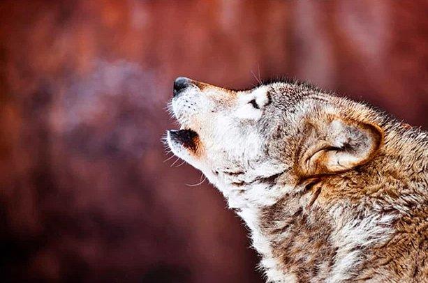 Hayvanların insanlara olan 14 benzerliği