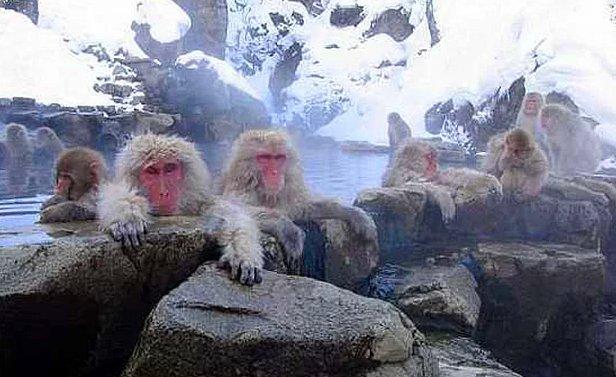 Hayvanların insanlara olan 14 benzerliği