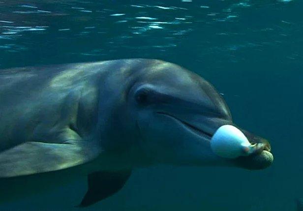 Hayvanların insanlara olan 14 benzerliği