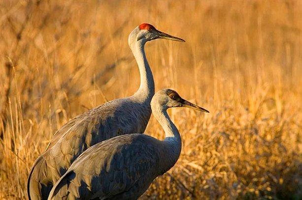 Hayvanların insanlara olan 14 benzerliği