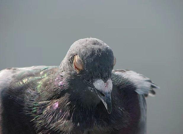 Hayvanların insanlara olan 14 benzerliği