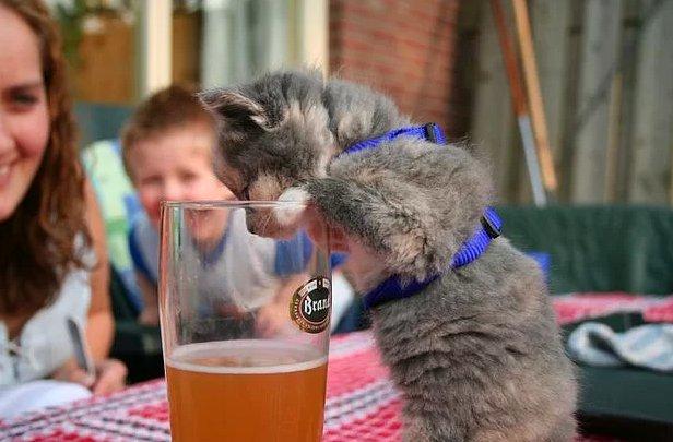 Hayvanların insanlara olan 14 benzerliği