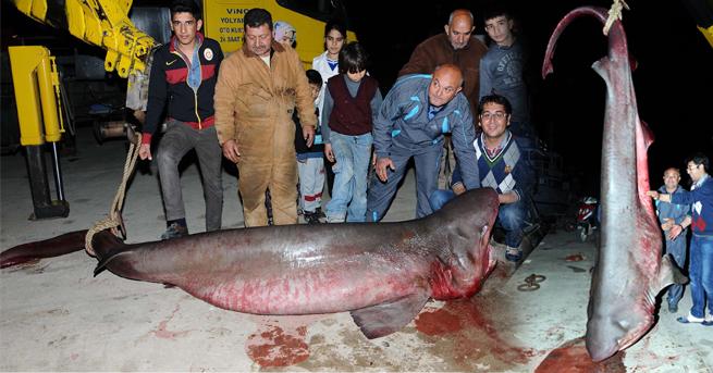 Mersin'de 4 metrelik köpekbalığı yakalandı